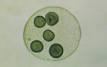 Algae classification- Diagnostic features